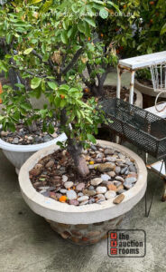 Potted Fruit Tree (SELF LOAD)