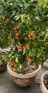 Potted Cumquat Tree (SELF LOAD)