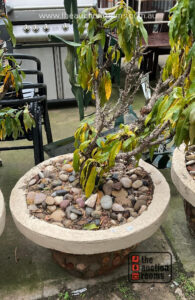 Potted Fruit Tree (SELF LOAD)