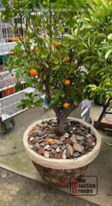 Potted Cumquat Tree (SELF LOAD)