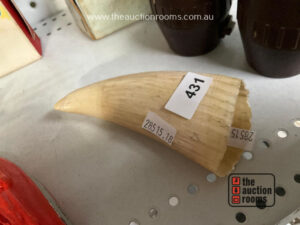 Whale Tooth