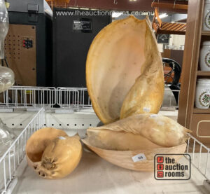 Shell Lamp & Shells