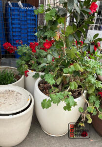 Pair of Pot Plants